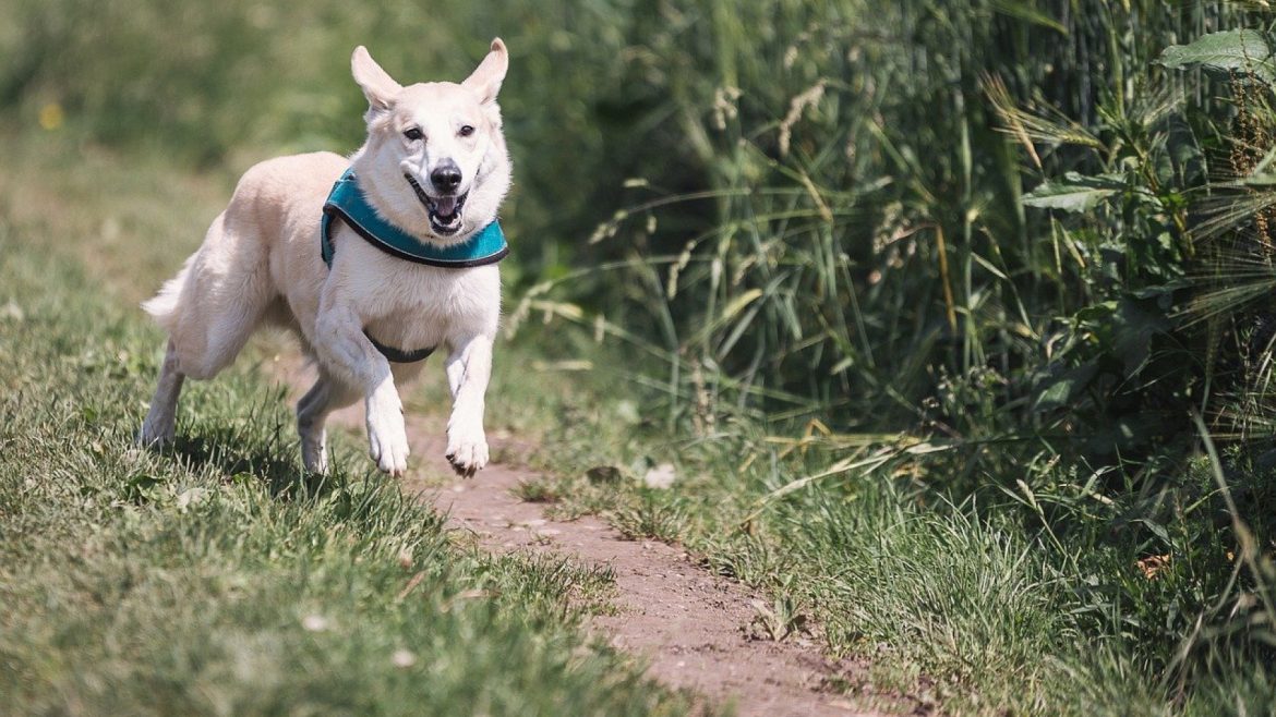 Des astuces pour faire le canicross avec succès