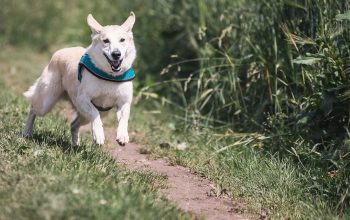 Des astuces pour faire le canicross avec succès